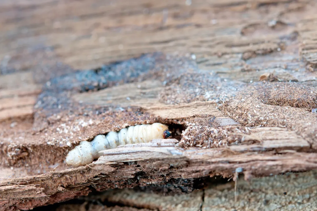 Fachgerechte Behandlung gegen Holzwurm in Cuxhaven