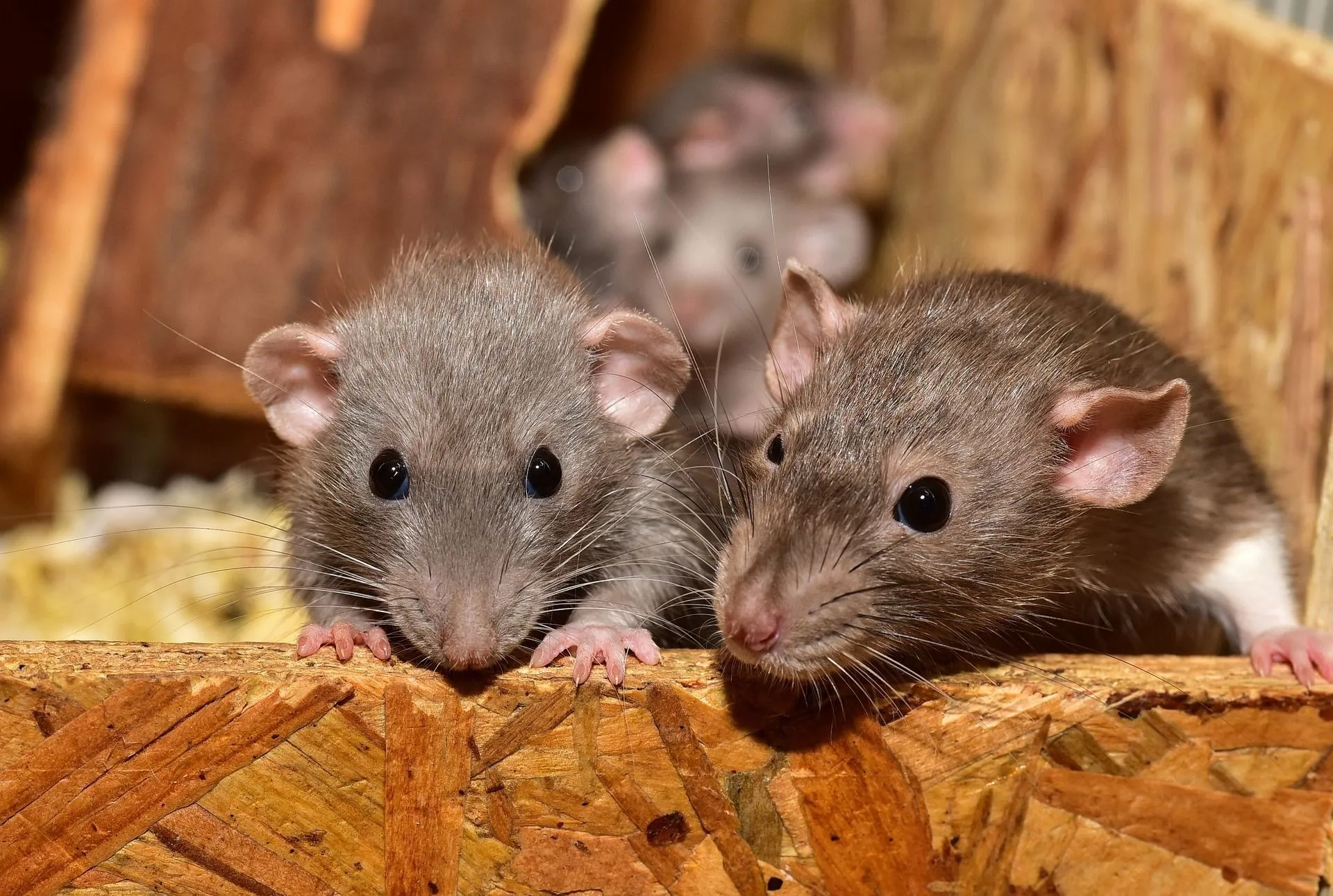 Ratten & Mäuse in Cuxhaven