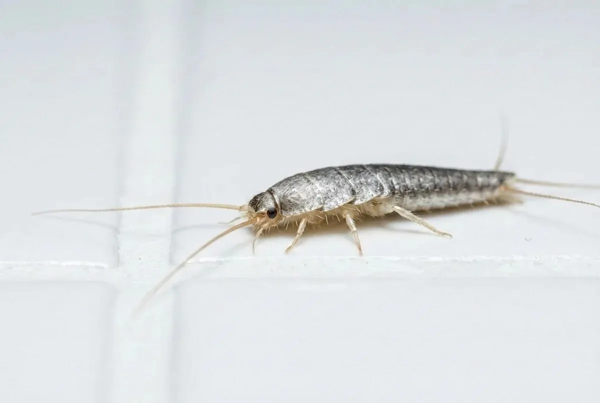 Fachgerechte Behandlung gegen Silberfische in Cuxhaven